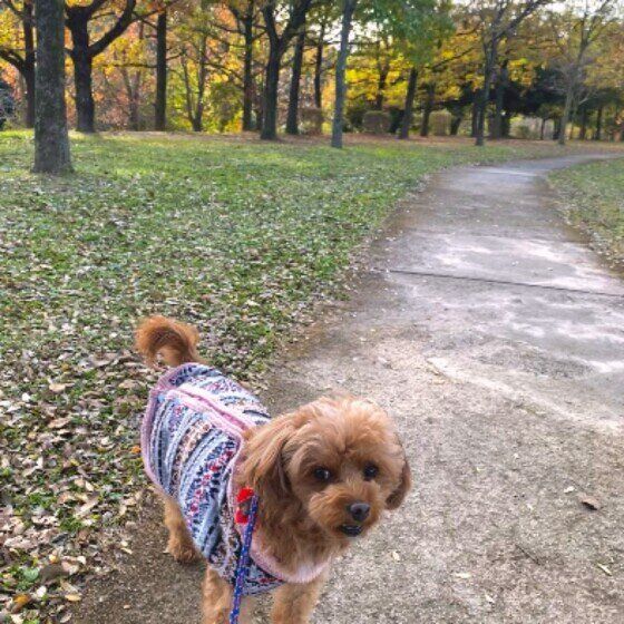 Ｍｉｘ（雑種）小型犬　散歩