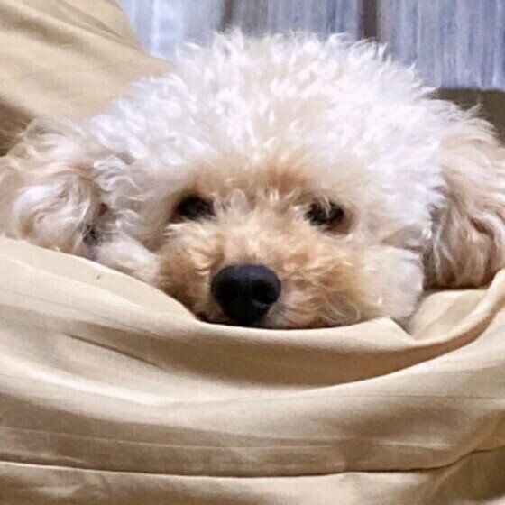 まったりするトイプーのココちゃん