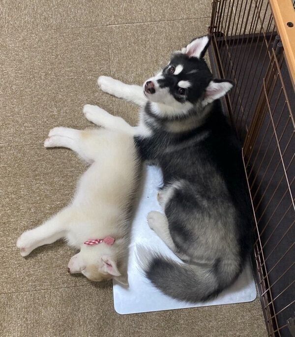 善丸くんと妹犬・モニカちゃん