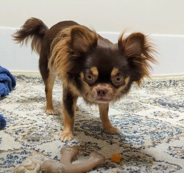 犬の嗅覚恐るべし 飼い主さんが隠して持ってきた ミカン の匂いにすぐ気づくチワワ いぬのきもちweb Magazine