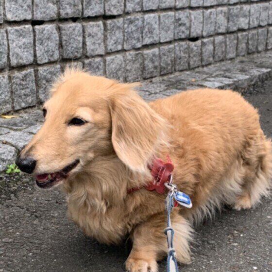 ミニチュア・ダックスフンドのみにちゃん