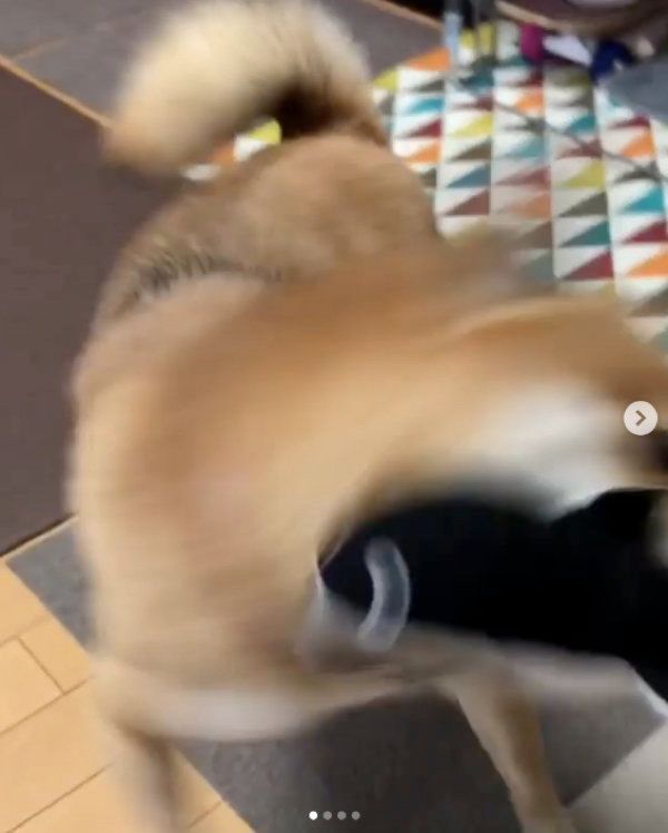 鰻のオモチャを狩る柴犬