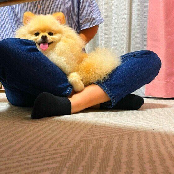 膝にのるそうくん（ポメラニアン）