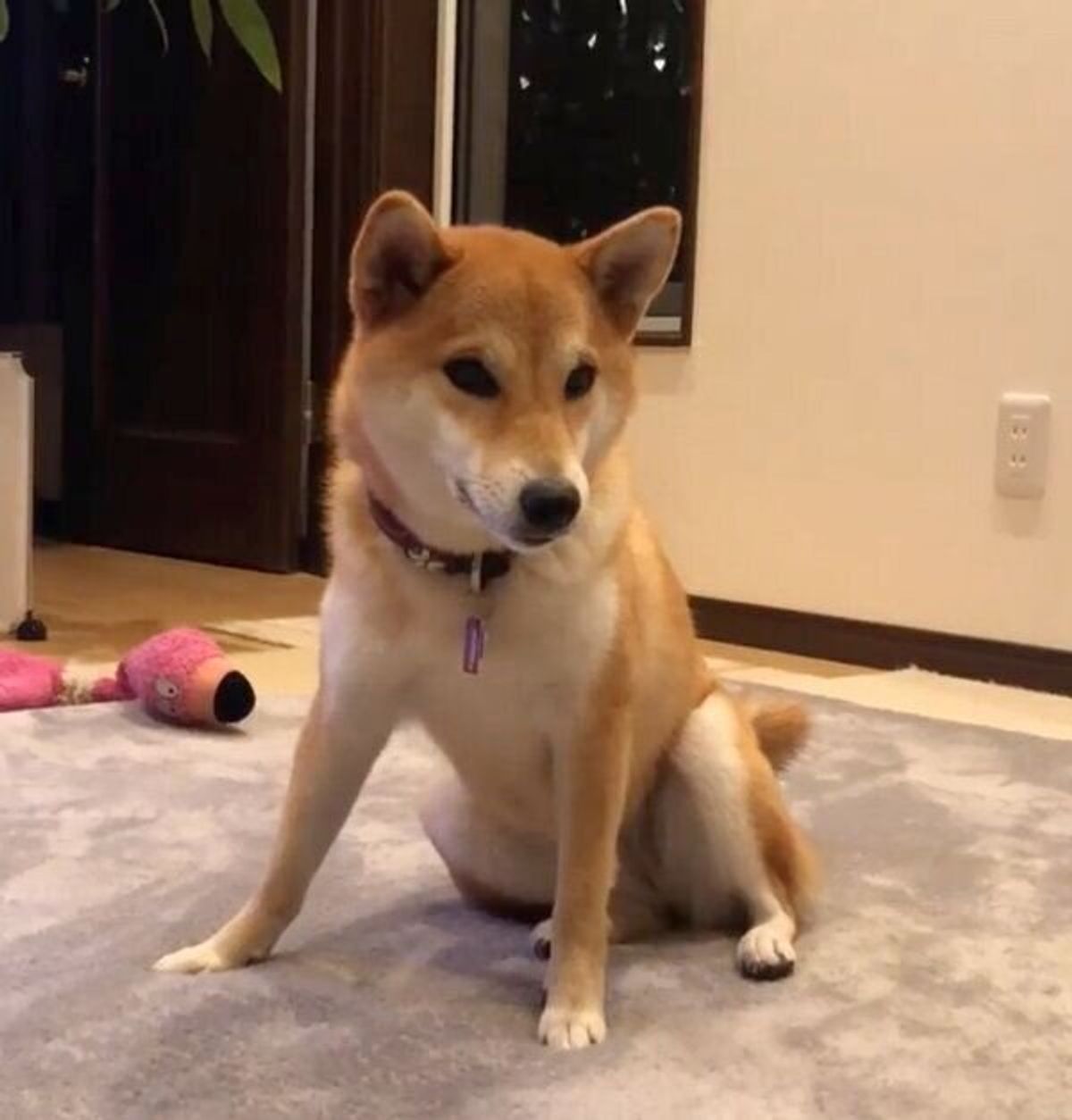 遊んで かまって スマホをいじる飼い主に可愛く抗議してくる柴犬に胸キュン いぬのきもちweb Magazine 遊んで かまって スマホをいじる飼い主に可愛く抗議してくる柴犬に胸キュン いぬのきもちweb Magazine