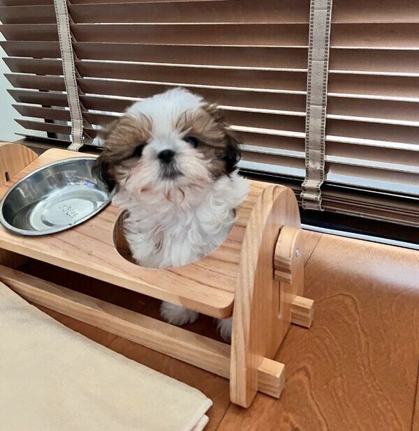 「なぜ？」という場所にいるぽんちょちゃん