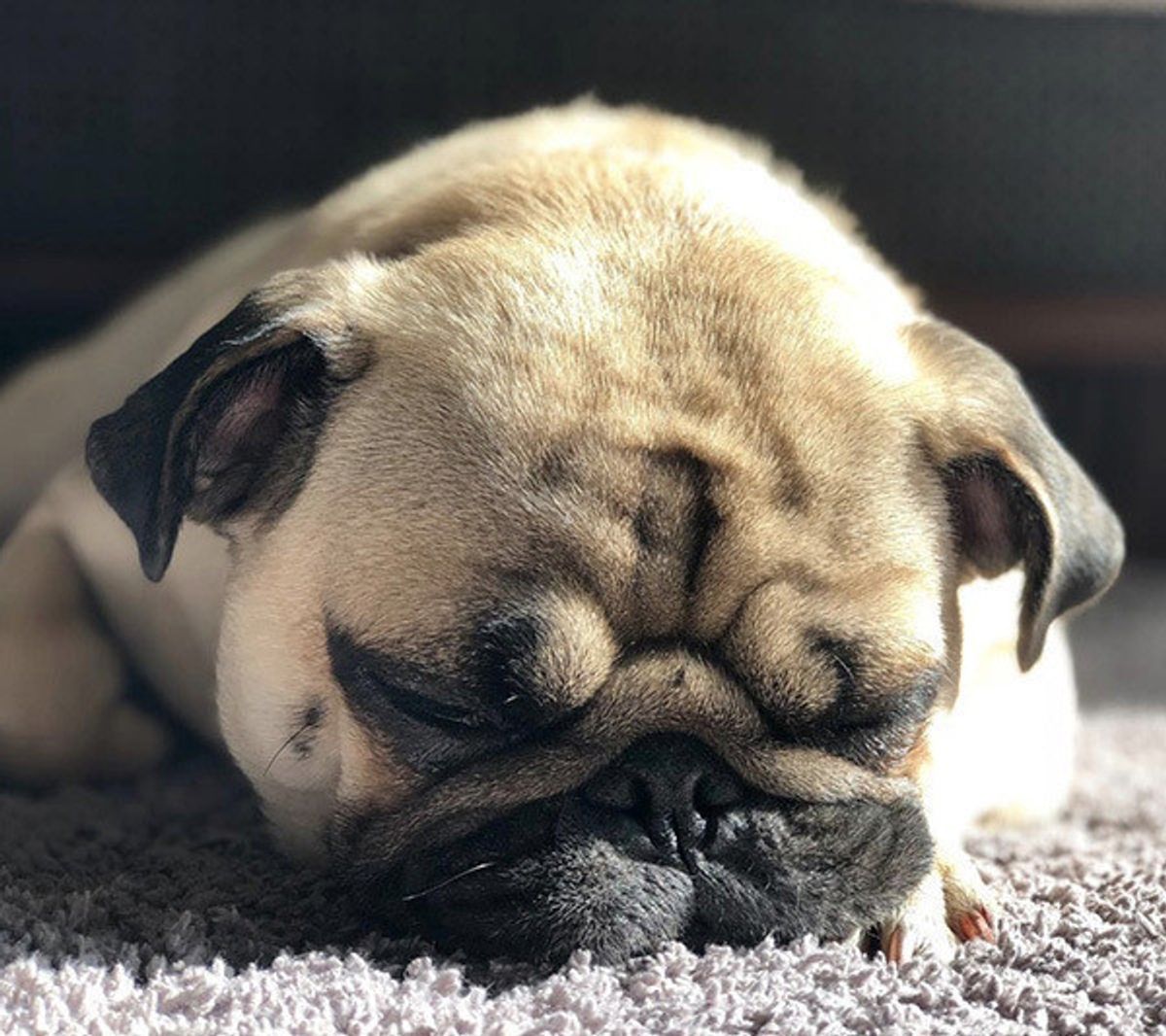 パグ好きさん悶絶 ワンコが見せたツッコまずにはいられない座り方って いぬのきもちweb Magazine パグ好きさん悶絶 ワンコが見せたツッコまずにはいられない座り方って いぬのきもちweb Magazine