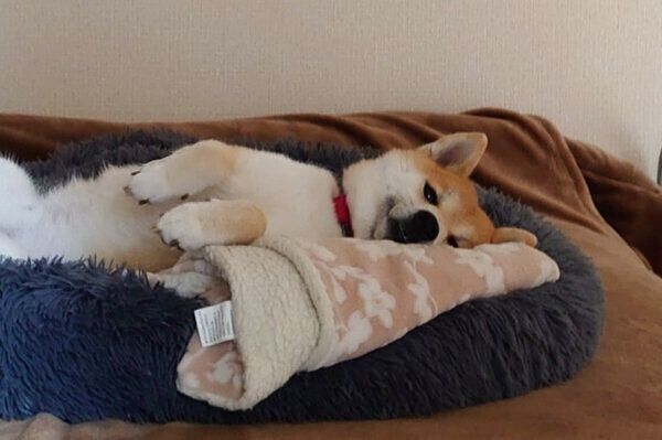 動かずに飼い主さんを見送るこま次郎くん