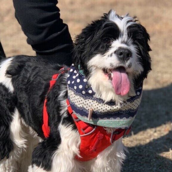 アメリカン・コッカー・スパニエルのごまちゃん