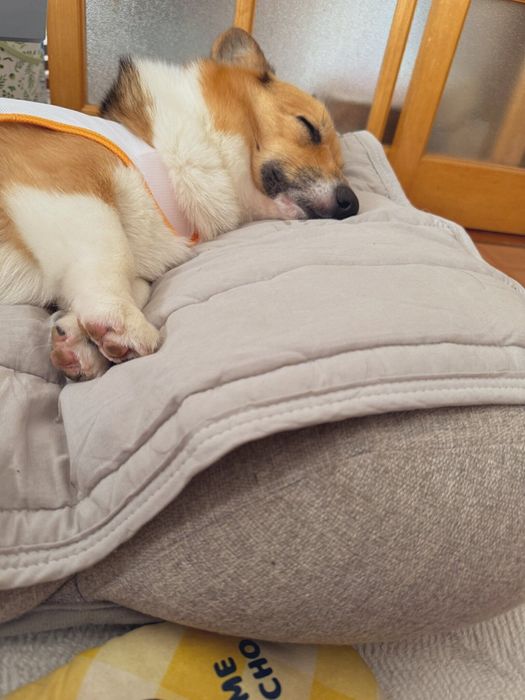 気持ちよさそうな寝顔 実は飼い主さんとちろるくんはお誕生日が同じなのだとか