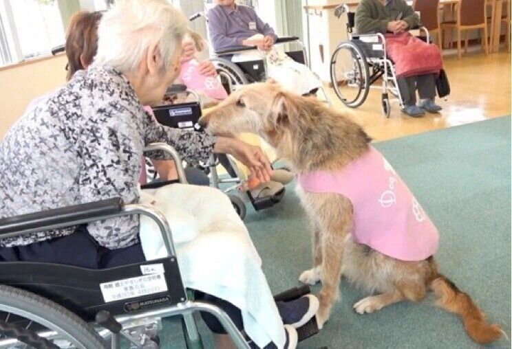 ふれあいの場面（アニマルセラピーの動画より）