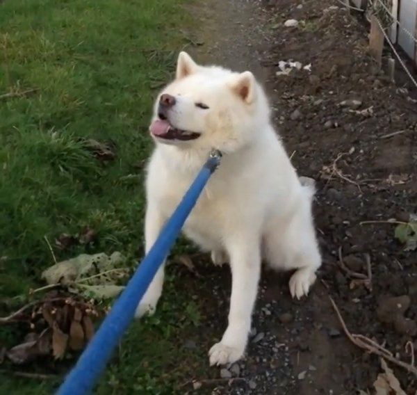 お散歩を拒否する秋田犬