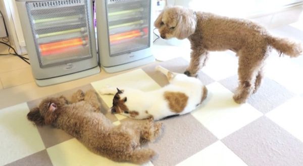 ストーブの前にいるトイ・プードルと猫