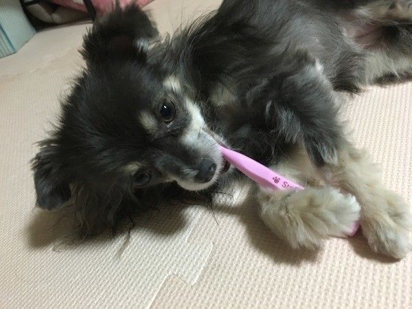 まいにちのいぬ・ねこのきもちアプリ