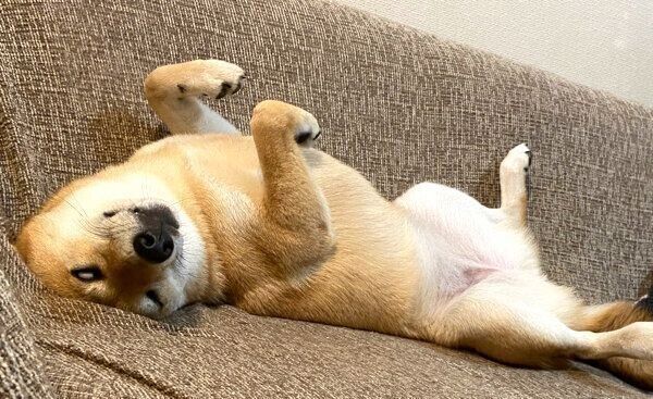 ヘソ天で眠るおとちゃん