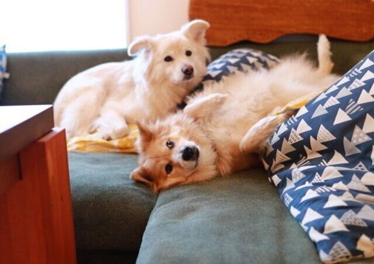 今が一番楽しい 穴澤賢の犬のはなし いぬのきもちweb Magazine 今が一番楽しい 穴澤賢の犬のはなし いぬのきもちweb Magazine