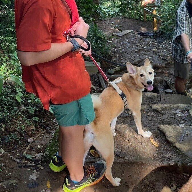 登山中のピッチちゃんの様子