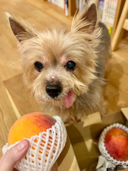 桃にくぎづけのからあげちゃん。