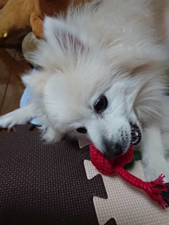 詩風音(しふぉん)ちゃん