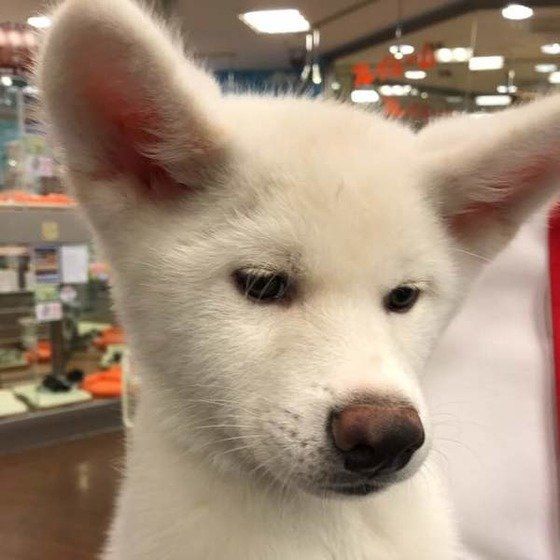 秋田犬のSTANくん