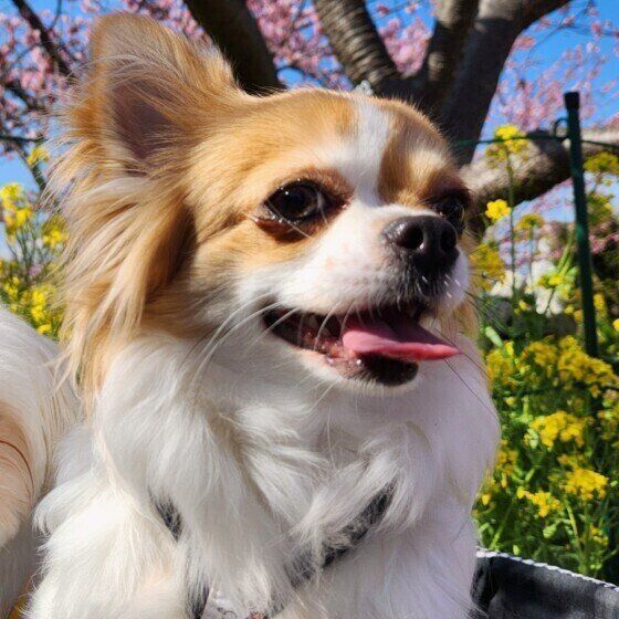 犬の花粉症の症状と治療法 今日からできる犬の花粉症対策とは？ いぬのきもち