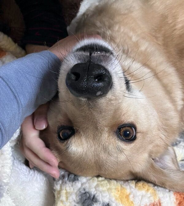 見つめるてんくん