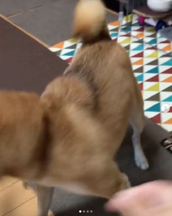 鰻のオモチャを狩る柴犬