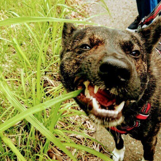 歯を剥き出して雑草にかぶりつく甲斐犬(カメラ目線)