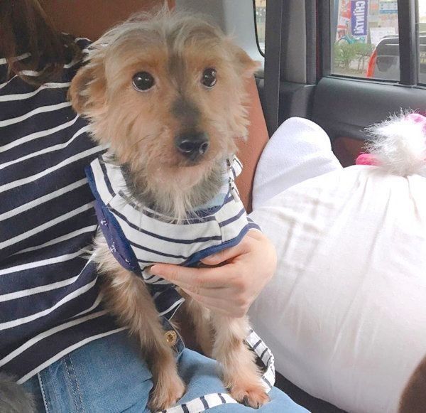 元保護犬・サブレくん