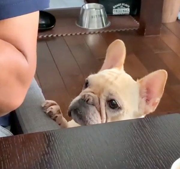 見つめるフレンチ・ブルドッグ