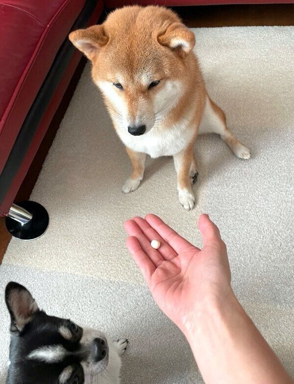 冷めた目でたまごボーロを見るあずきちゃん