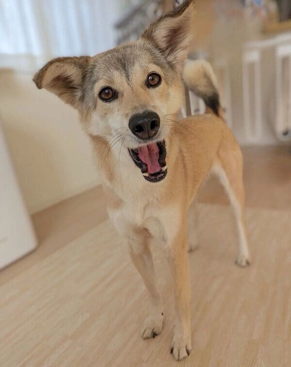 可愛らしい表情をするめるちゃん