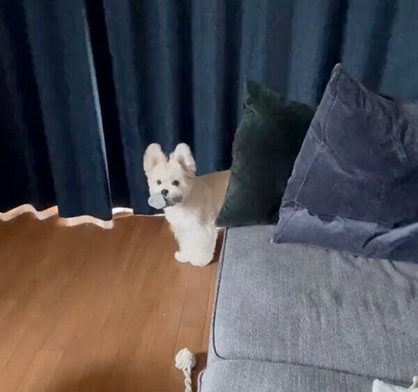 飼い主さんの靴下を盗むぽんたくん