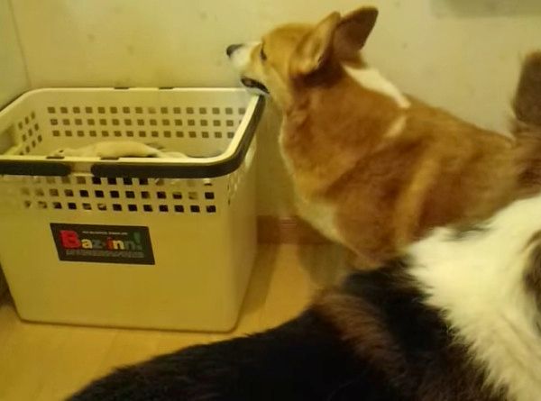 雷が怖いコーギー