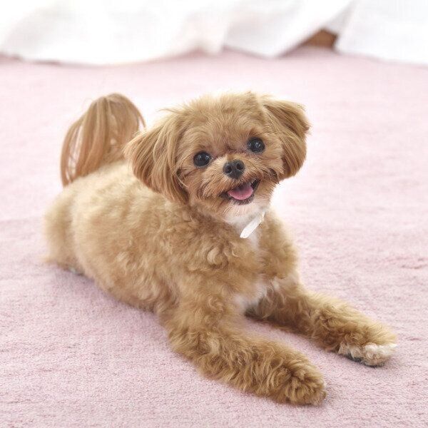 犬も人も幸せな未来へ（撮影／佐藤正之）