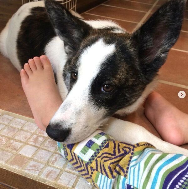 長男くんの足の上でくつろぐはるちゃん