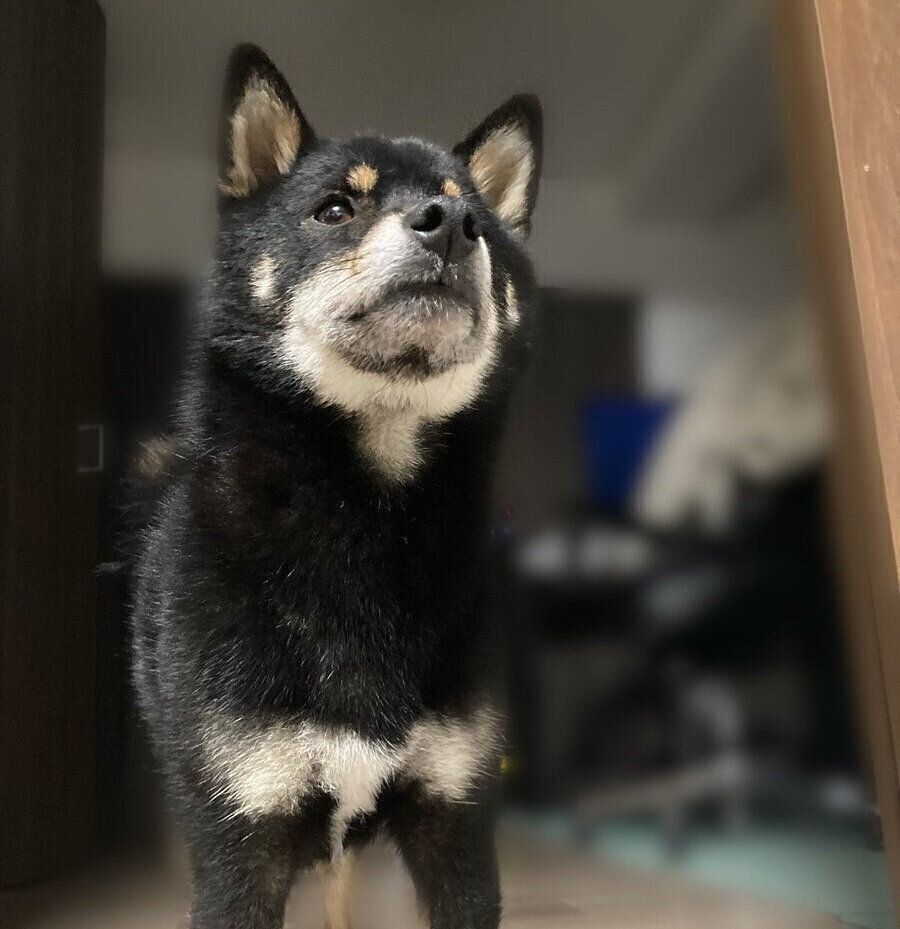 見上げるぺこちゃん