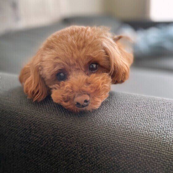 犬の目のフチにできるできもの「マイボーム腺腫」とは いぬのきもち