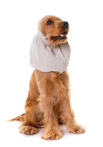 ウィンスタンレイの大きな犬、サイズ9！、犬種はコッカースパニエル f7cc9330442de2c9d76b09c562b0c7