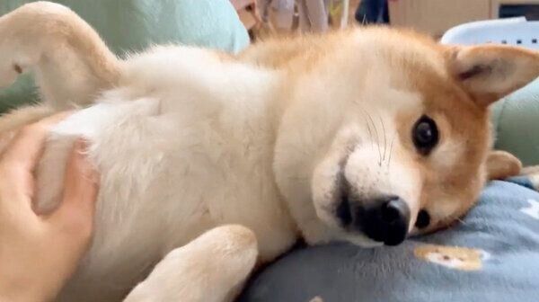 「ナデナデして」とアピールするハルちゃん