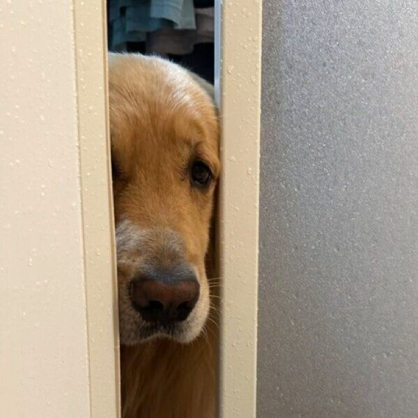 ドアの隙間からのぞくルークくん