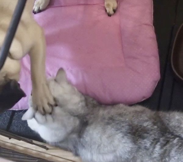 猫の頭をポンポンするパグ