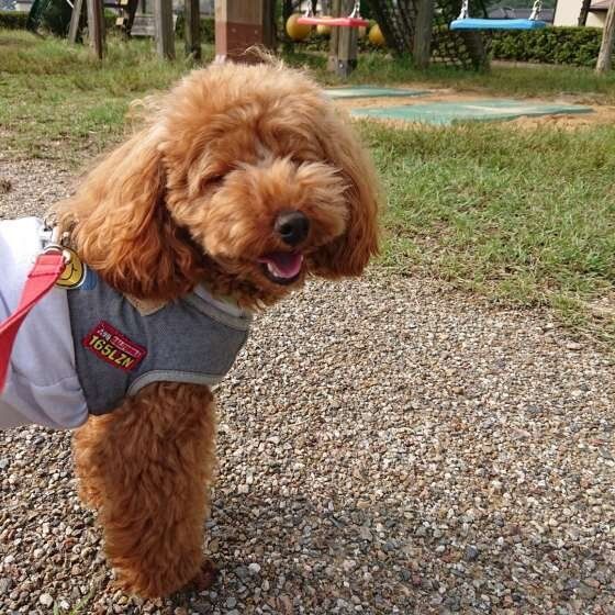 お散歩するトイ・プードル