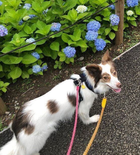 飛彈さんが4カ月かけて散歩に行けるようトレーニングした保護犬のよつばちゃん。よつば