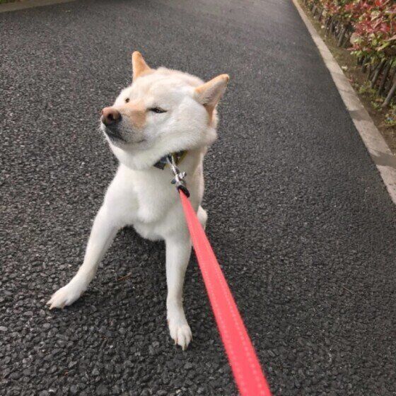 柴犬のまめちゃん