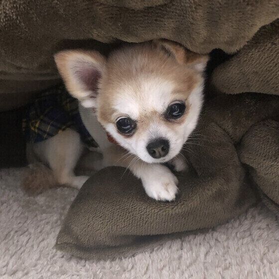 こたつ布団にいるチワワのととくん