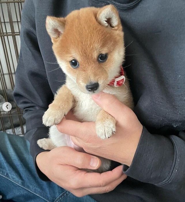 お迎えしたばかりのころのことりちゃん