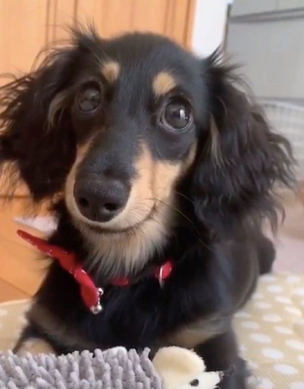 カメラ目線がすごいカニーンヘン・ダックスフンド