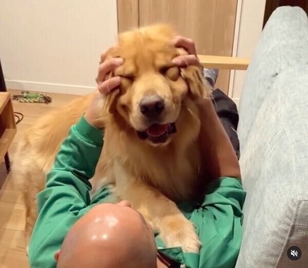 パパさんにマッサージしてもらうモッシュくん