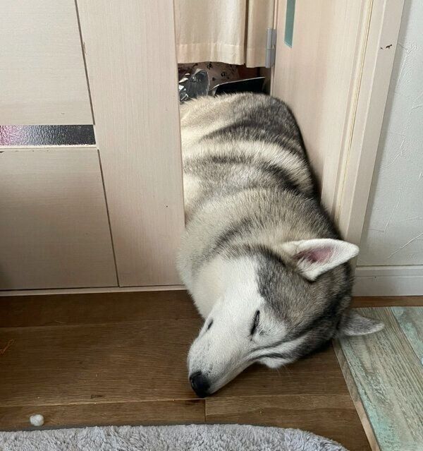 挟まった状態で眠るサファイアくん