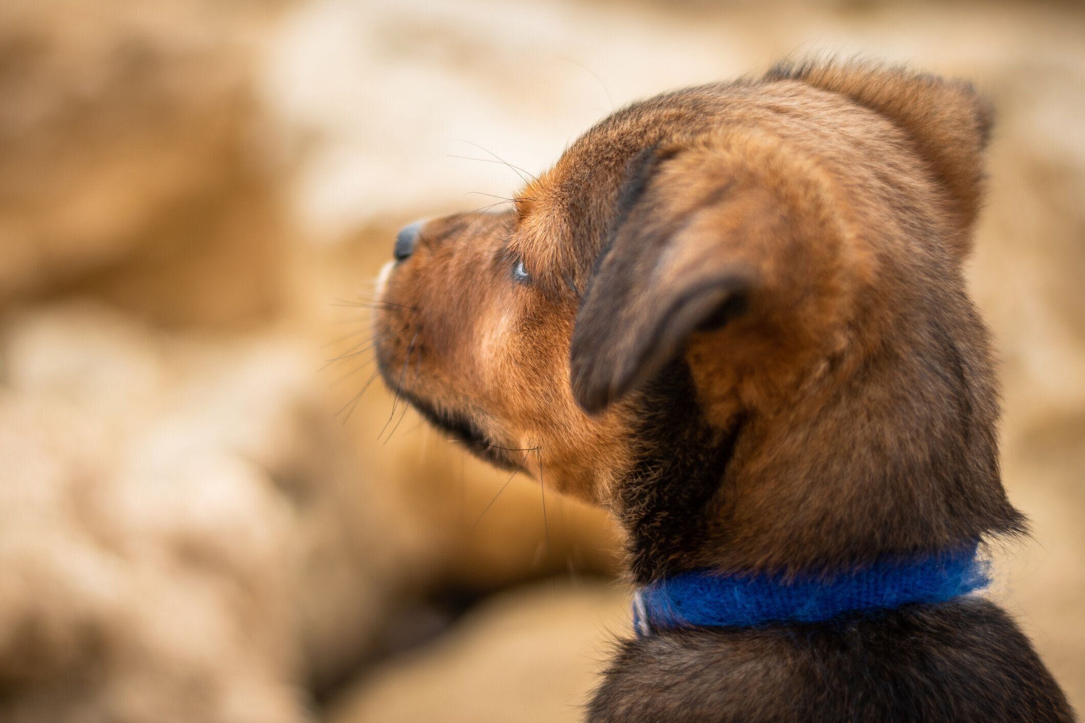 どこかを見る犬